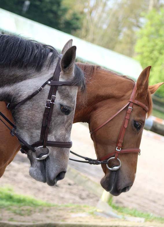 Pension chevaux Villeneuve-sur-Auvers, Pension chevaux Essonne (91), Pension chevaux Île-de-France